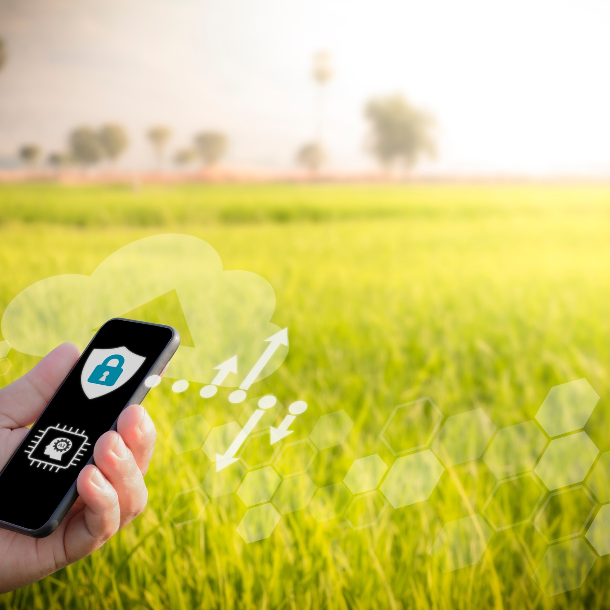 No Feed-to-Yield Optimization